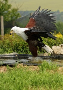 Annie the Fish Eagle