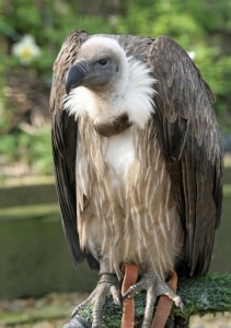 Becks the White Backed Vulture