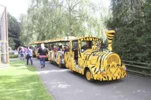 Safari Road Train