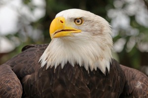 Kayla the Bald Eagle 