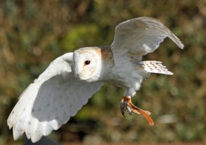 Barn Owl