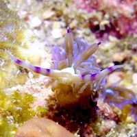 Local Dive Thailand