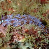 Local Dive Thailand