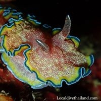 Local Dive Thailand
