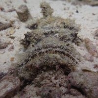 Local Dive Thailand