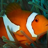 Local Dive Thailand