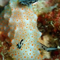 Local Dive Thailand