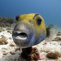 Local Dive Thailand