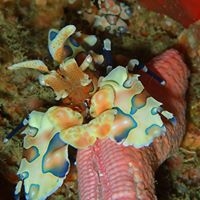 Local Dive Thailand